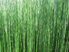 Dutch rush | Equisetum hyemale