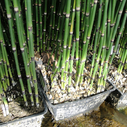 Dutch rush | Equisetum hyemale