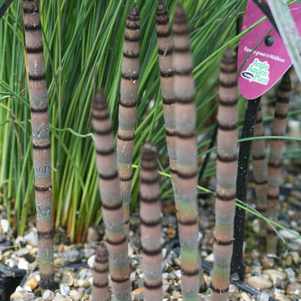 Dutch rush | Equisetum hyemale