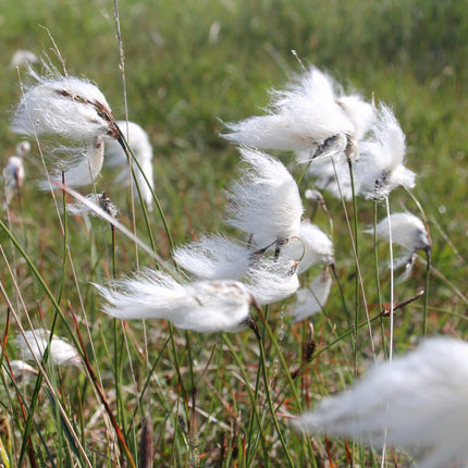 Cotton grass, Bog cotton, Scirpus angustifolius | Eriophorum angustifolium