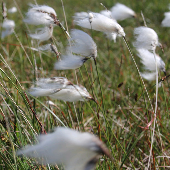 Cotton grass, Bog cotton, Scirpus angustifolius | Eriophorum angustifolium