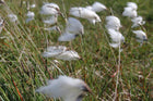 Cotton grass, Bog cotton, Scirpus angustifolius | Eriophorum angustifolium