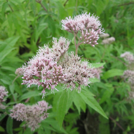Hemp agrimony - Dutch agrimony | Eupatorium cannabinum