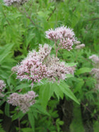Hemp agrimony - Dutch agrimony | Eupatorium cannabinum