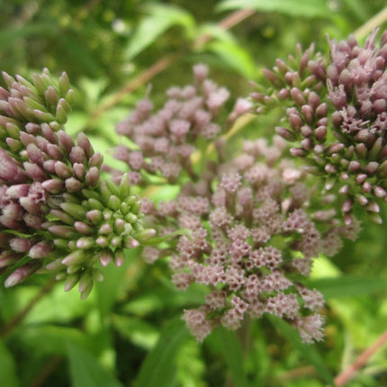 Hemp agrimony - Dutch agrimony | Eupatorium cannabinum