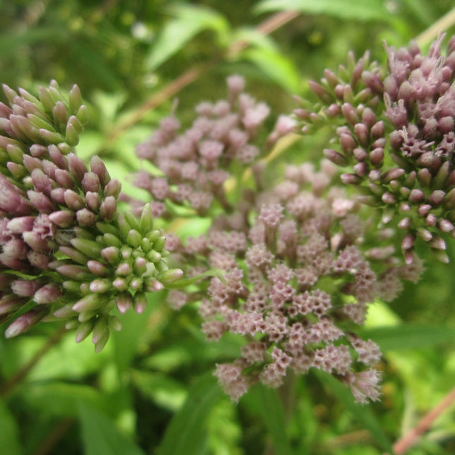 Hemp agrimony - Dutch agrimony | Eupatorium cannabinum