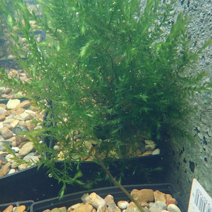 Willow moss | Fontinalis antipyretica (5 Weighted Bunches)