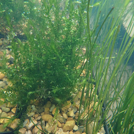 Willow moss | Fontinalis antipyretica (5 Weighted Bunches)