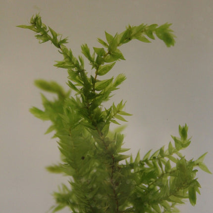Willow moss | Fontinalis antipyretica (5 Weighted Bunches)