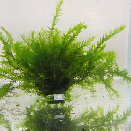 Willow moss | Fontinalis antipyretica (5 Weighted Bunches)
