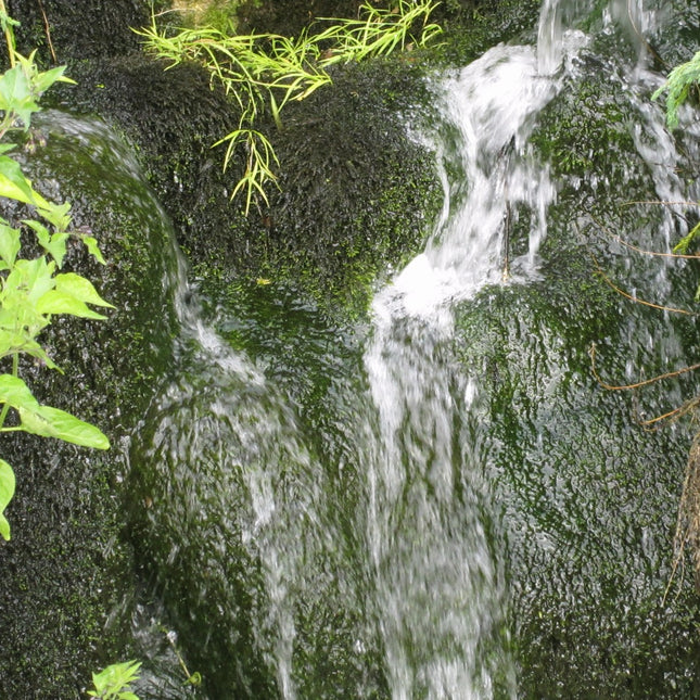 Willow moss | Fontinalis antipyretica