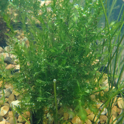 Bunched Oxygenator of the Week (5 Weighted Bunches)