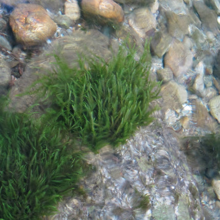 Bunched Oxygenator of the Week (5 Weighted Bunches)