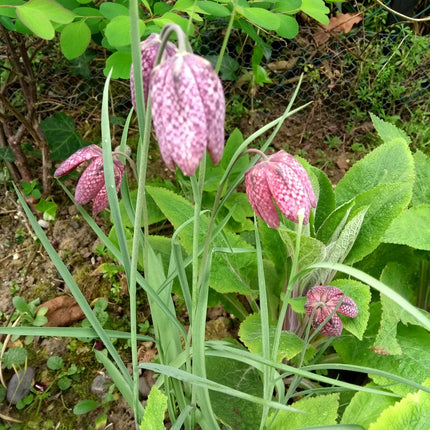 Snake's head fritillary | Fritillaria meleagris