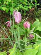 Snake's head fritillary | Fritillaria meleagris