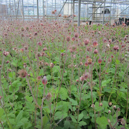Water avens | Geum rivale