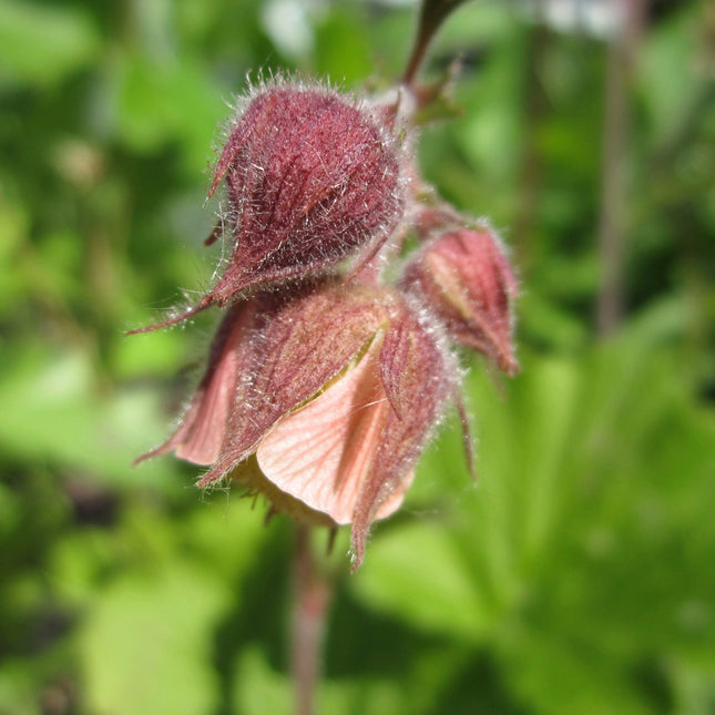 Water avens | Geum rivale