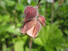Water avens | Geum rivale