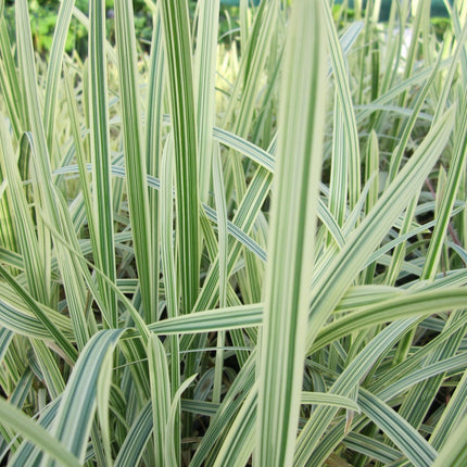 Variegated reed sweet grass | Glyceria maxima variegata