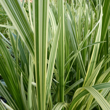 Variegated reed sweet grass | Glyceria maxima variegata
