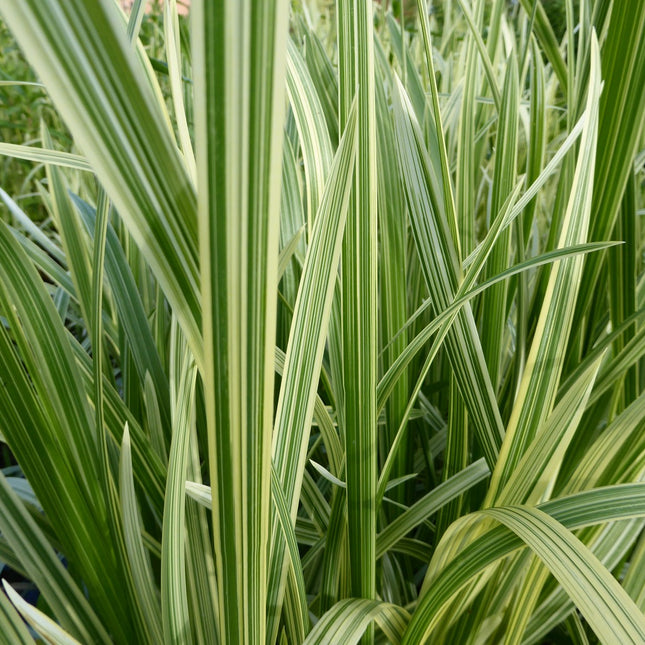 Variegated reed sweet grass | Glyceria maxima variegata