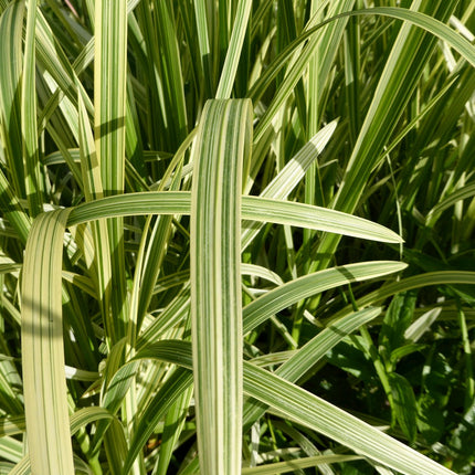 Variegated reed sweet grass | Glyceria maxima variegata