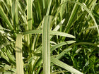 Variegated reed sweet grass | Glyceria maxima variegata