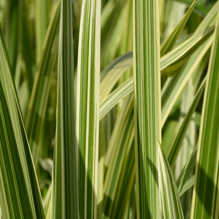 Variegated reed sweet grass | Glyceria maxima variegata