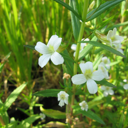 Summer Snowflake | Gratiola officinalis