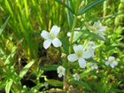 Summer Snowflake | Gratiola officinalis