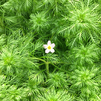 Oxygenating Pond Plants Collection