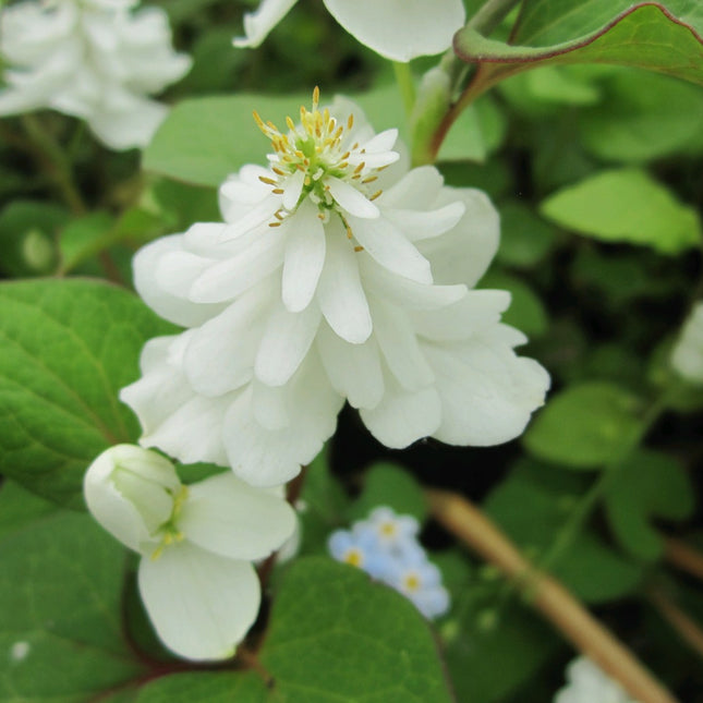 Orange peel plant | Houttuynia cordata 'Plena'
