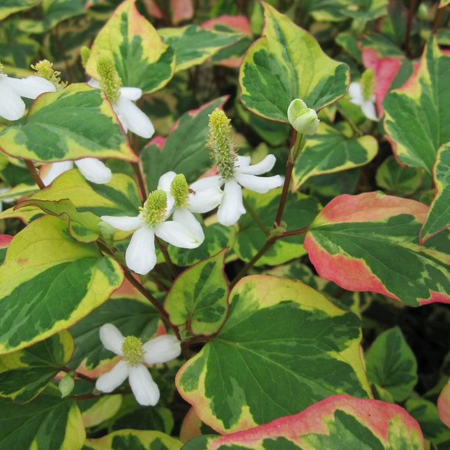 Harlequin Plant | Houttuynia cordata 'Chameleon'