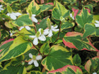 Harlequin Plant | Houttuynia cordata 'Chameleon'