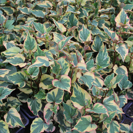Harlequin Plant | Houttuynia cordata 'Chameleon'