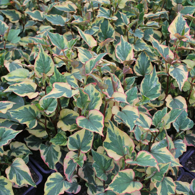 Harlequin Plant | Houttuynia cordata 'Chameleon'