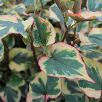 Harlequin Plant | Houttuynia cordata 'Chameleon'