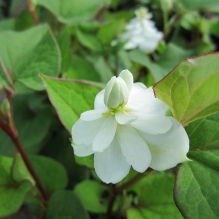 Orange peel plant | Houttuynia cordata 'Plena'