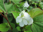 Orange peel plant | Houttuynia cordata 'Plena'