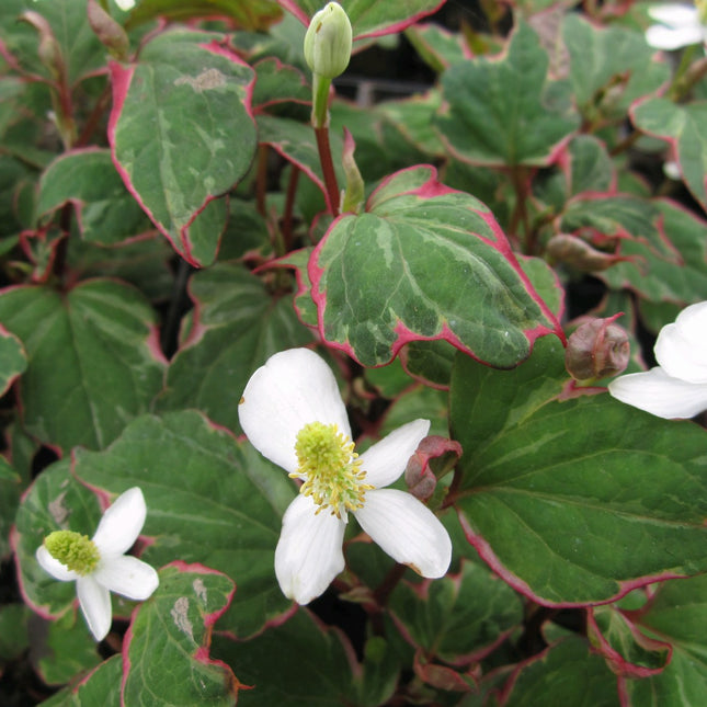 Houttuynia cordata 'Boo Boo'