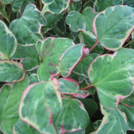 Houttuynia cordata 'Boo Boo'