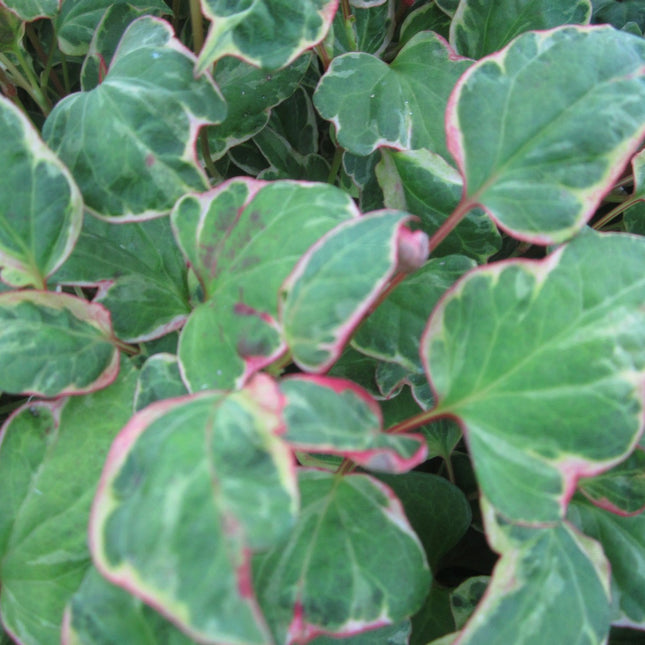 Houttuynia cordata 'Boo Boo'