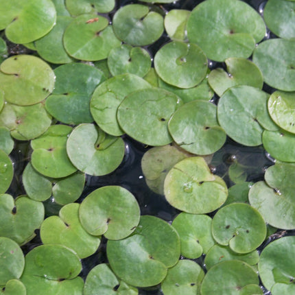 Frogbit | Hydrocharis morsus ranae