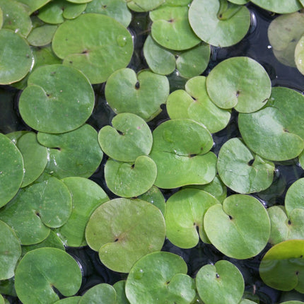 Frogbit | Hydrocharis morsus ranae