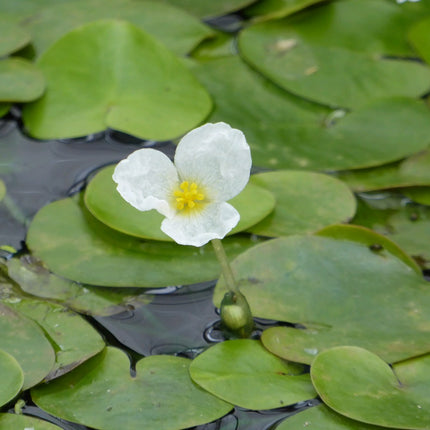 Frogbit | Hydrocharis morsus ranae