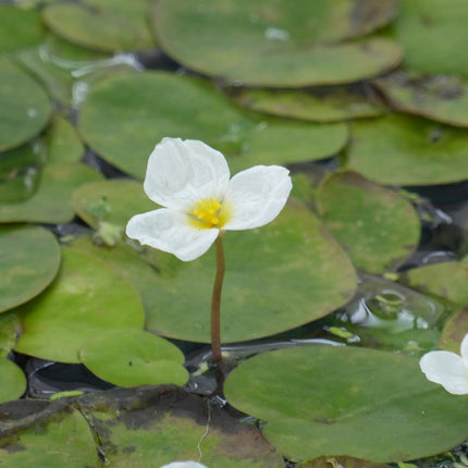 Frogbit | Hydrocharis morsus ranae