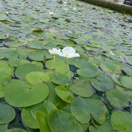Frogbit | Hydrocharis morsus ranae