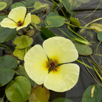 Water Poppy | Hydrocleys Nymphoides