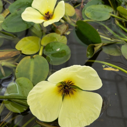 Water Poppy | Hydrocleys Nymphoides