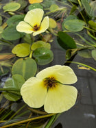 Water Poppy | Hydrocleys Nymphoides